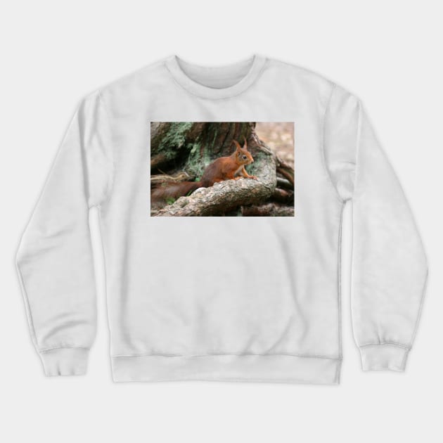 Red Squirrel, May 2019 Crewneck Sweatshirt by RedHillDigital